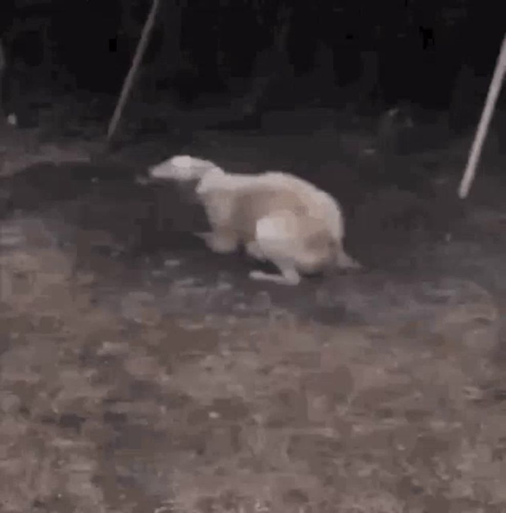 a dog is standing on its hind legs on a dirt road .