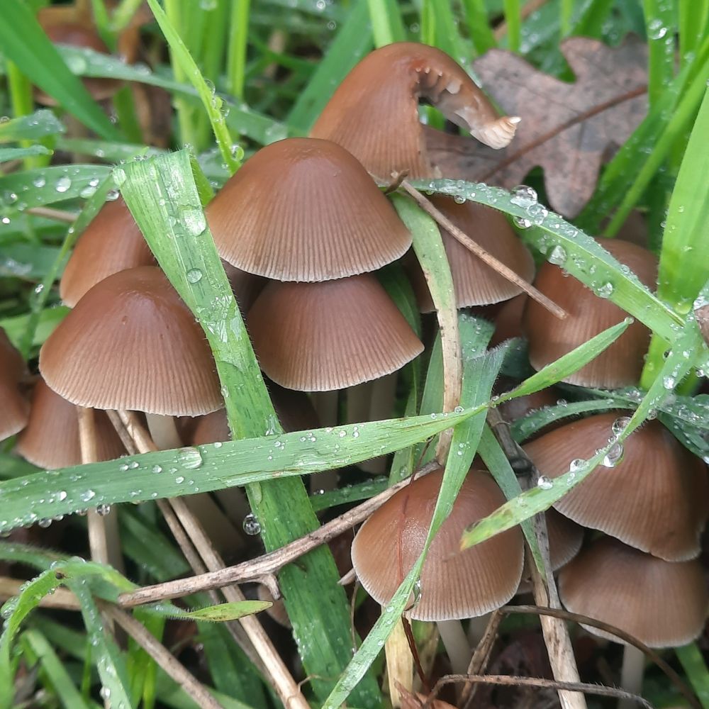 A closeup of another patch of mushrooms 