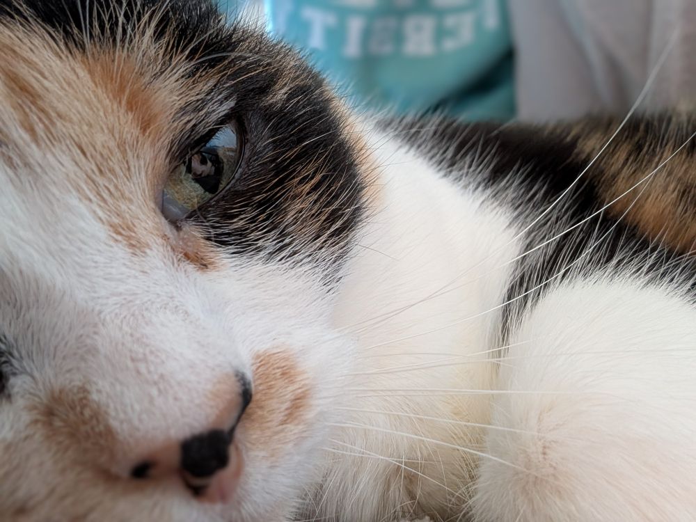 Close up of a calico cat's face with her magnificent whiskers showing