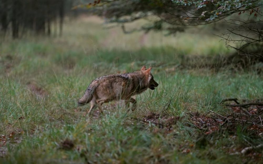 Ede laat wildstand beheren door wolf