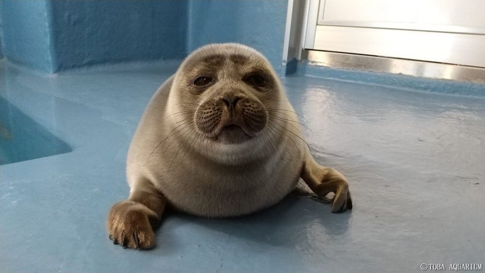 nico the seal