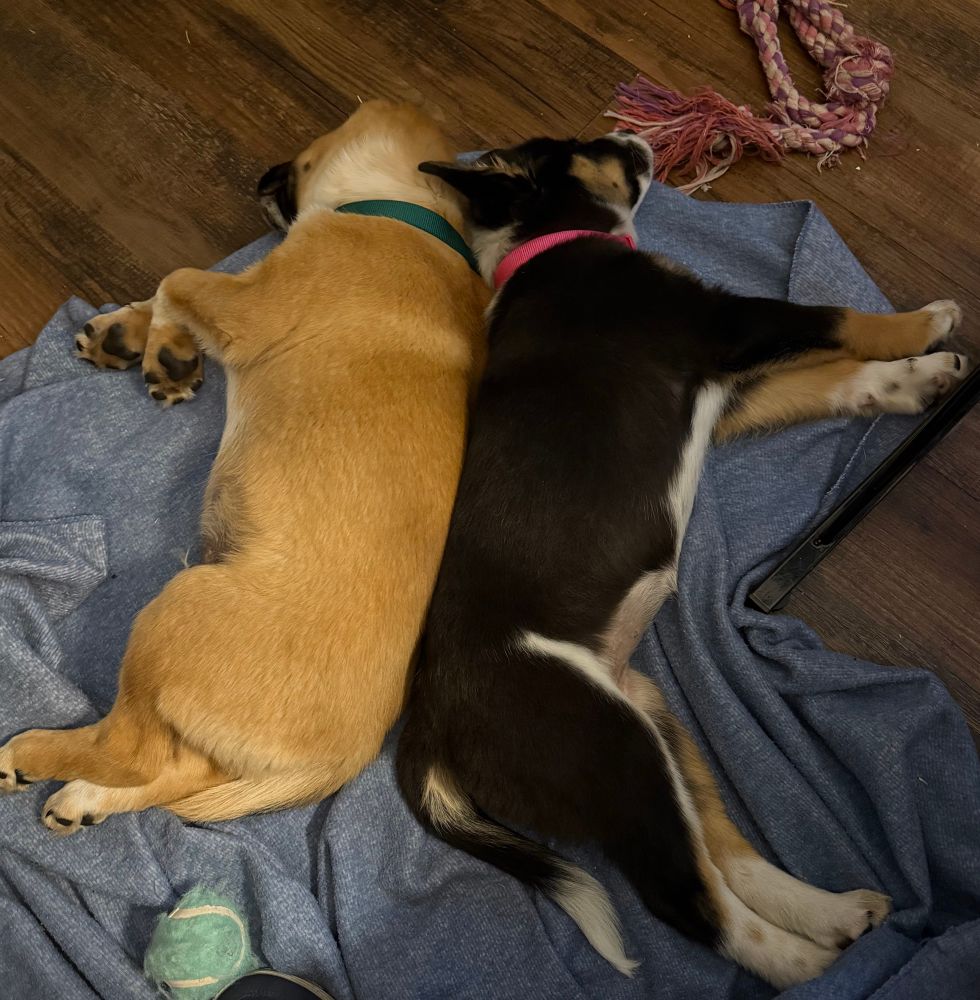Two big puppies, one tan, white, and fat and one skinny, black, tan, and white laying on a blue blanket on a wood floor back to back. There is a green tennis ball below them and a purple and white knotted rope toy above them.