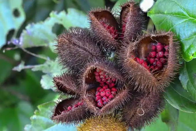 Bixa orellana fruit, which looks like Audrey 2 from Little Shop of Horrors, but covered in brown spines. When the “mouth” of the fruit is open, it is filled with trypophobic clusters of red round fruits.