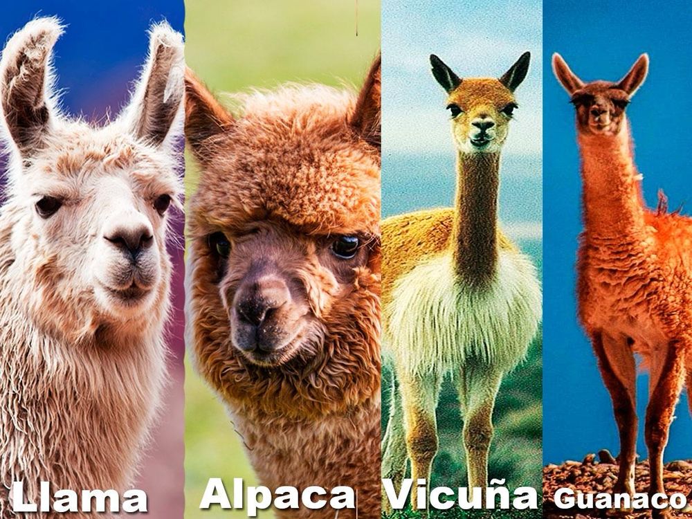 Side by side labeled pictures of a llama, alpaca, vicuña, and guanaco, the four camelids of the Andean plateau.