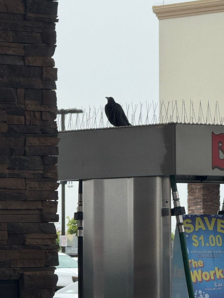 A bird on top of a gas pump with nary a care for the anti-bird spikes also on top of the pump.