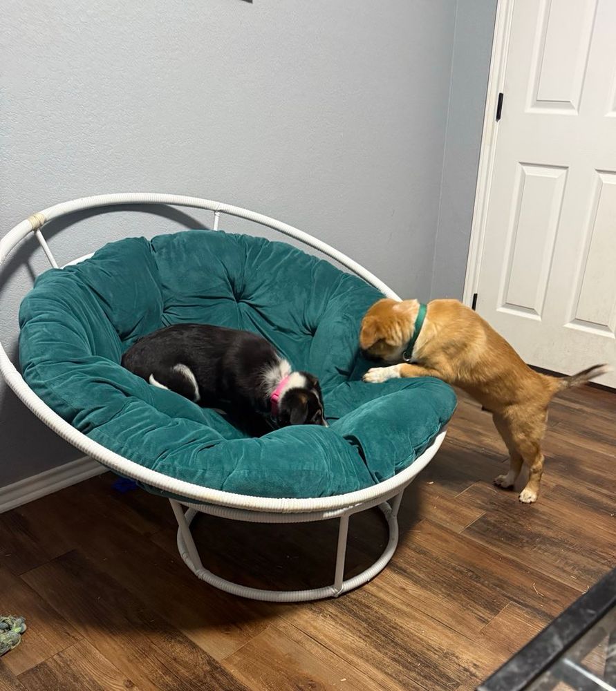 A black, white, and tan puppy cuddling in a white papasan chair with a green cushion. Her brother, a tan and white puppy, has his front paws up on it. There is a hardwood floor underneath with a grey blue wall and white door in the background.