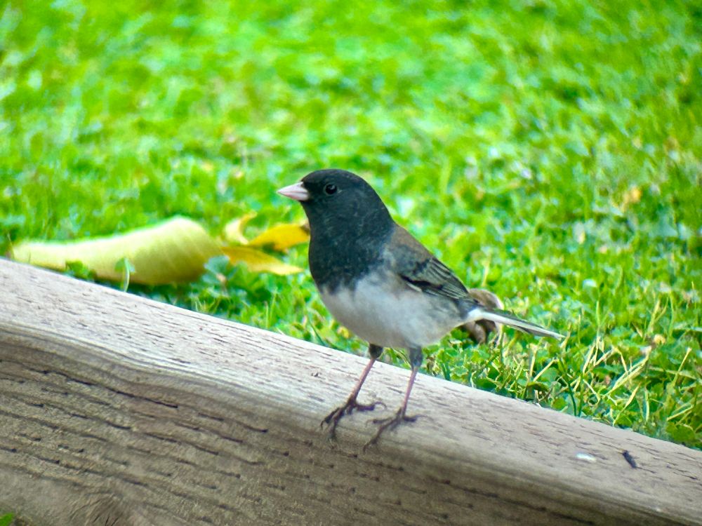 a dark eyed junco sits on a perch