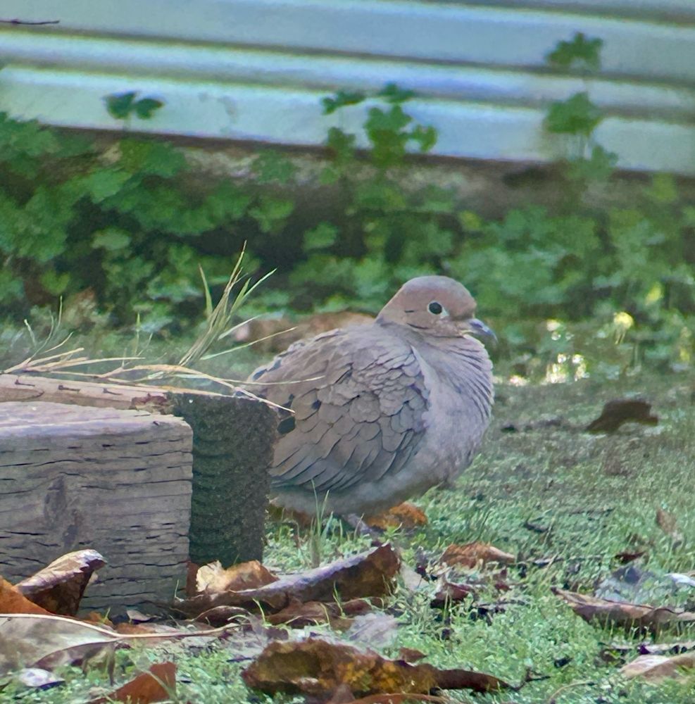 a mourning dove puffed up 