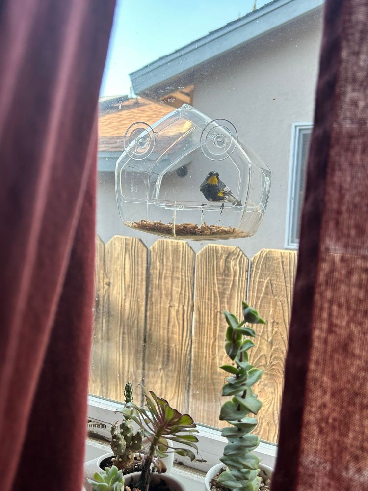 a yellow rumped warbler sits on the feeder 