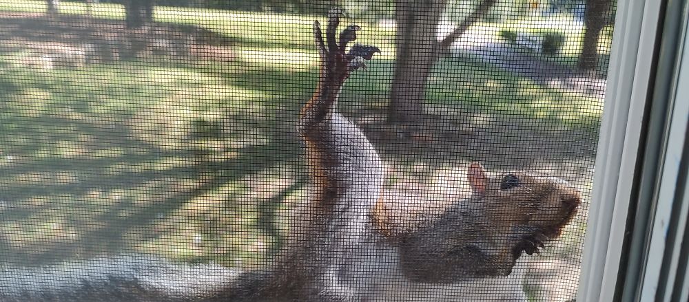 A squirrel hanging from my window screen 