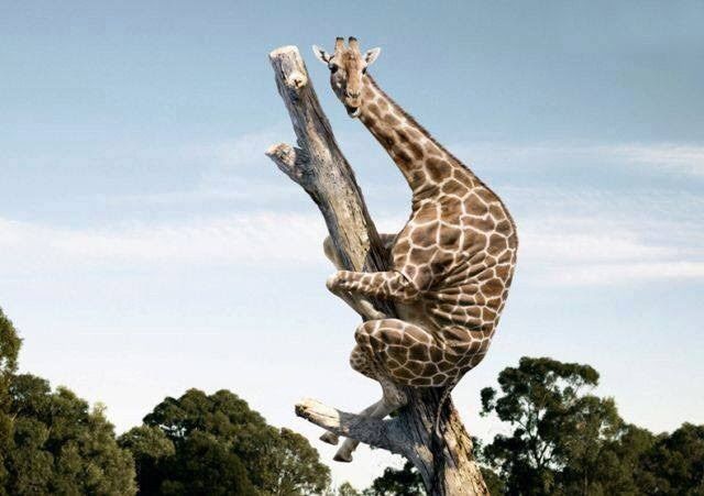 A giraffe clinging to the top of a dead tree, high in the air.