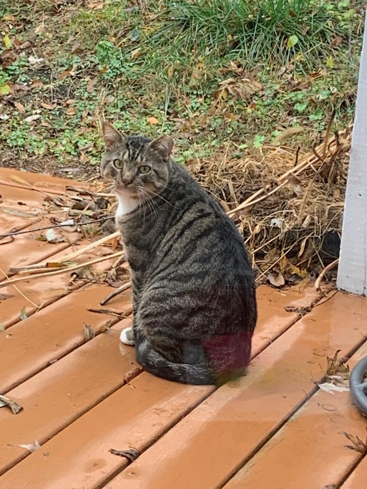 A gray and black-striped cat with white throat and toes sits on a wooden deck, looking back toward the camera with sad green eyes. The tip of one of its ears has been clipped.