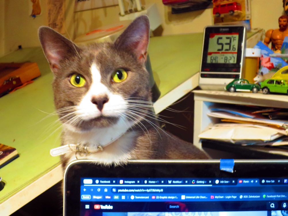 A gray and white cat looking over a laptop screen.