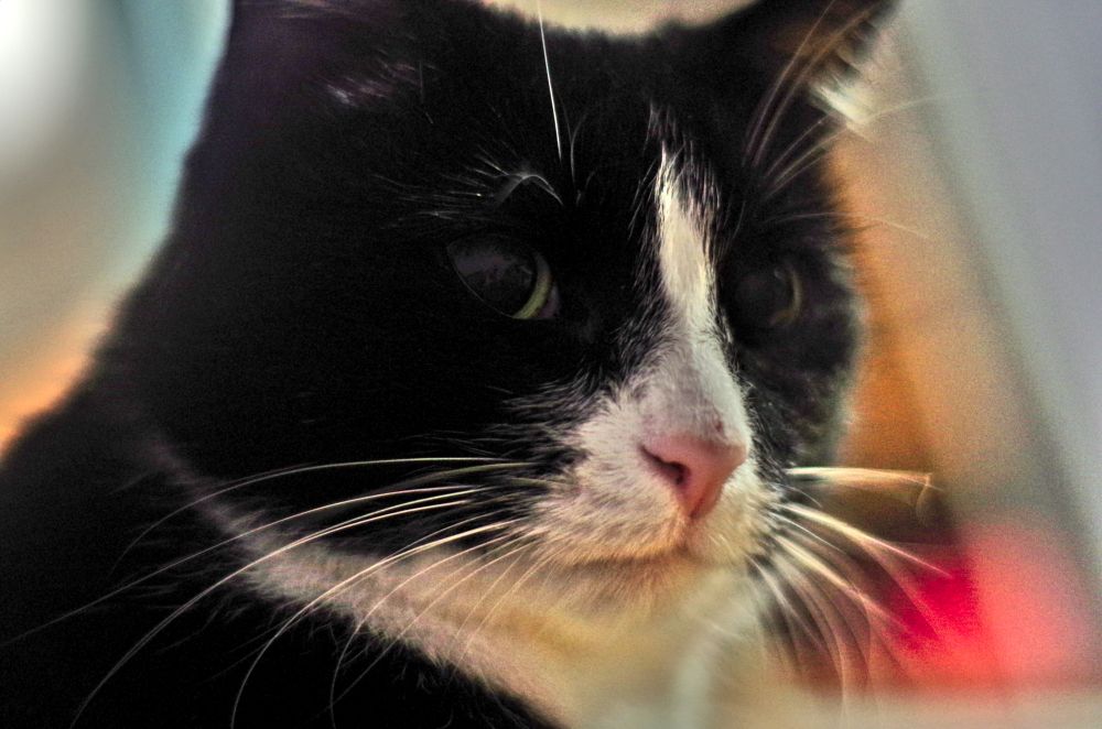 closeup photo of a tuxedo cat. has a bent whisker on her right side and small abrasion on the nose