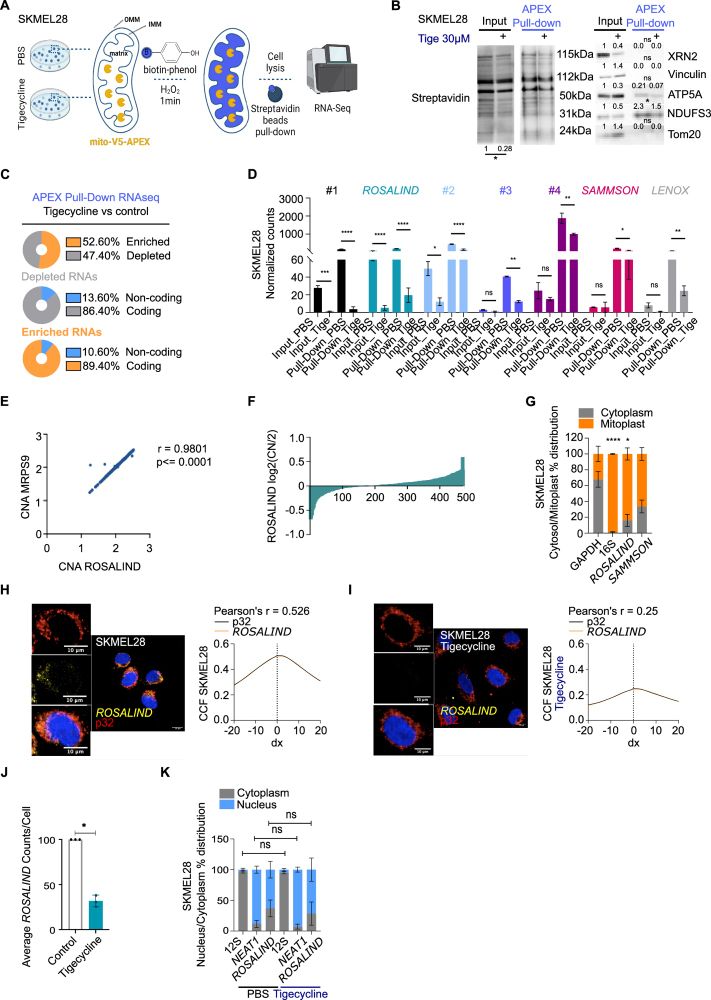 The long non-coding RNA ROSALIND protects the mitochondrial translational machinery from oxidative damage