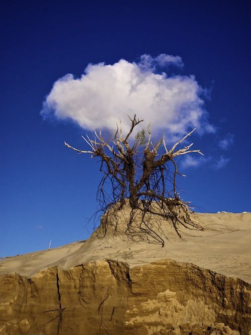 Nuage en arrière plan de branches desséchées sur fond de ciel bleu.