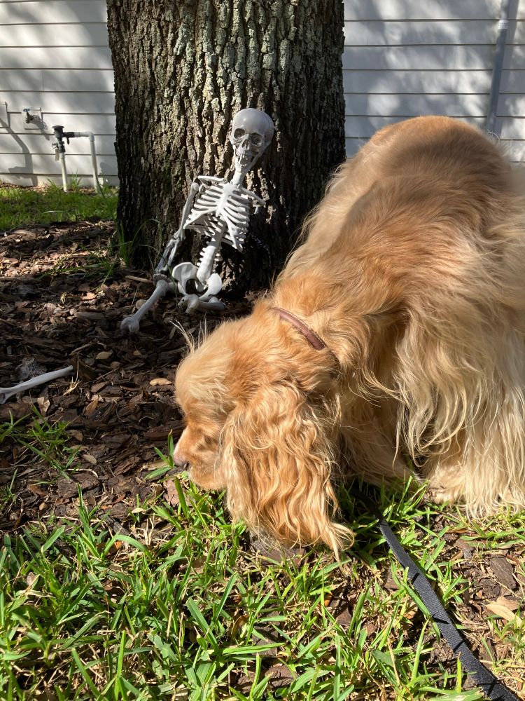 A blond cocker spaniel sniffing the grass and mulched ground next to an oak tree trunk, against which a small decorative skeleton is leaning. 