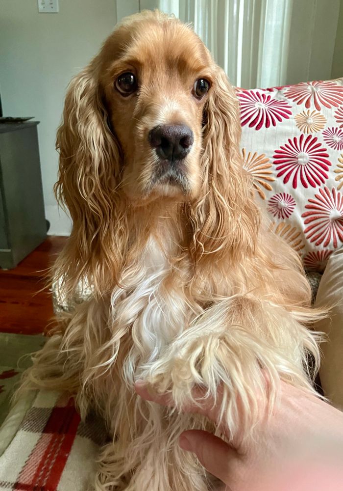 A golden Cocker sitting on a sofa putting his left front paw on his human’s hand. A red and gold on ivory pillow is behind him. 