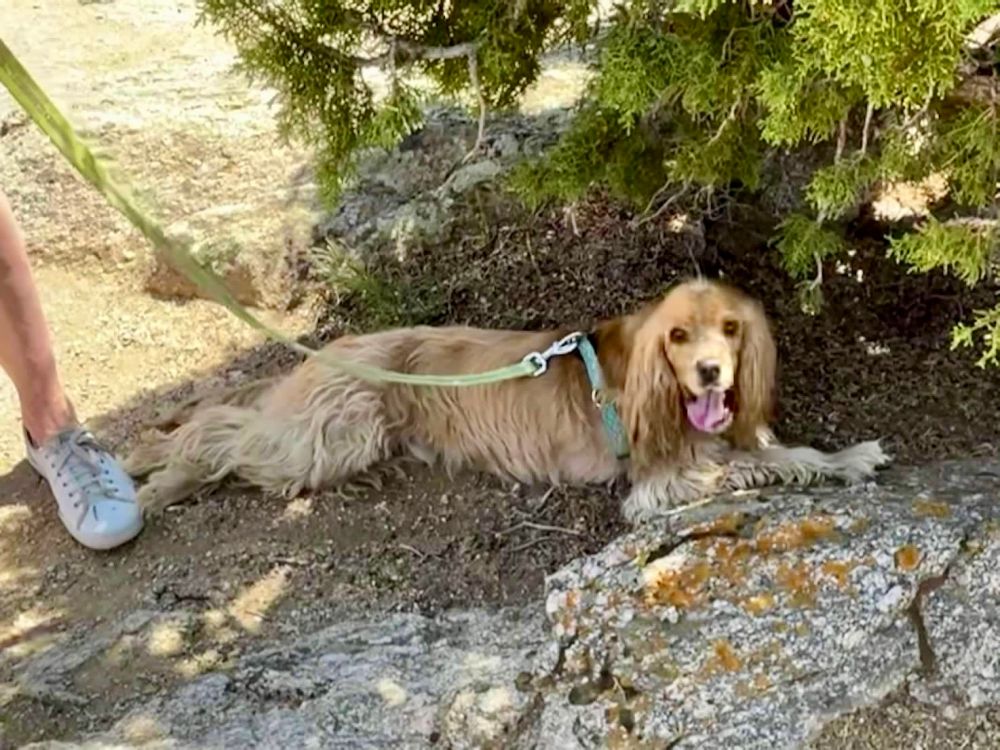 A blond cocker spaniel on a yellow leash with aqua harness splayed out on the dirt under a tree in the shade. My white sneaker is in the left side of the frame and a large low rock is in the foreground 