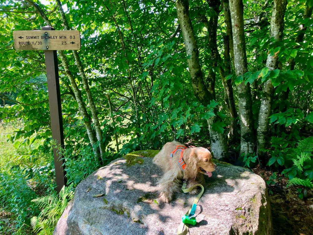 A blond cocker in an orange harness with a yellow leash & green poop bag container sits on top of a giant boulder trailside. To the left behind is a brown wooden trail sign reading Summit Bromley Mtn 0.3 (left), Route 11/20 2.5 (right). Behind the boulder are multiple trees with small trunks full of green leaves growing close together. 