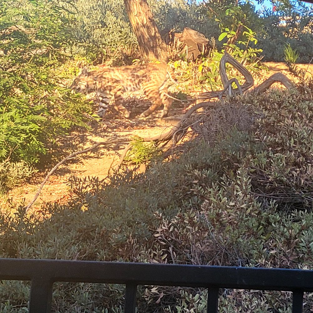Bobcat fur camouflaged him among bushes. 