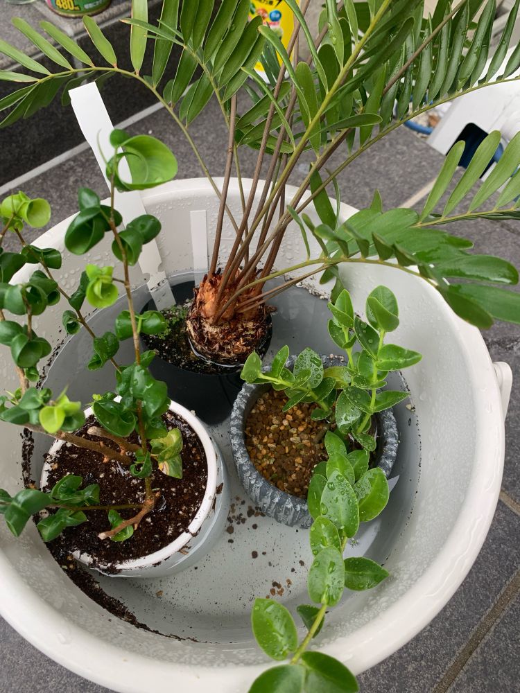 ザミア　ベンジャミンバロック　ホヤ