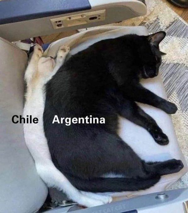 Cats chile/argentina