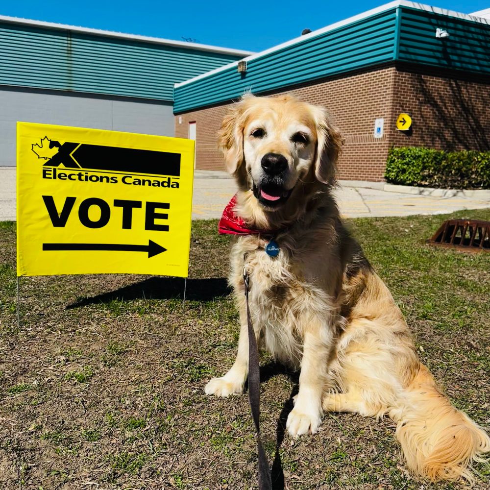 A Golden Retriever dog sitting beside an Elections Canada vote sign.