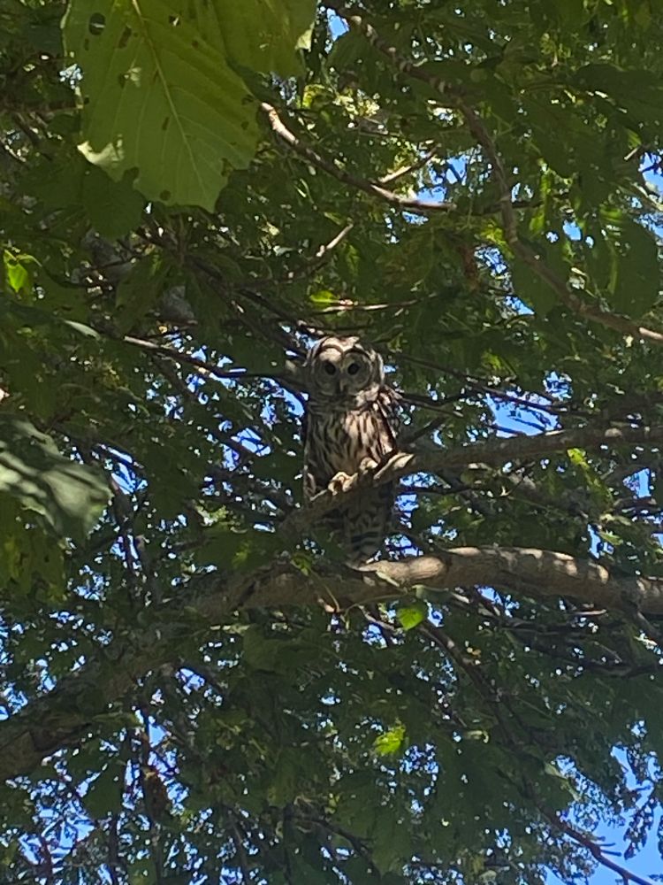 Owl in the tree