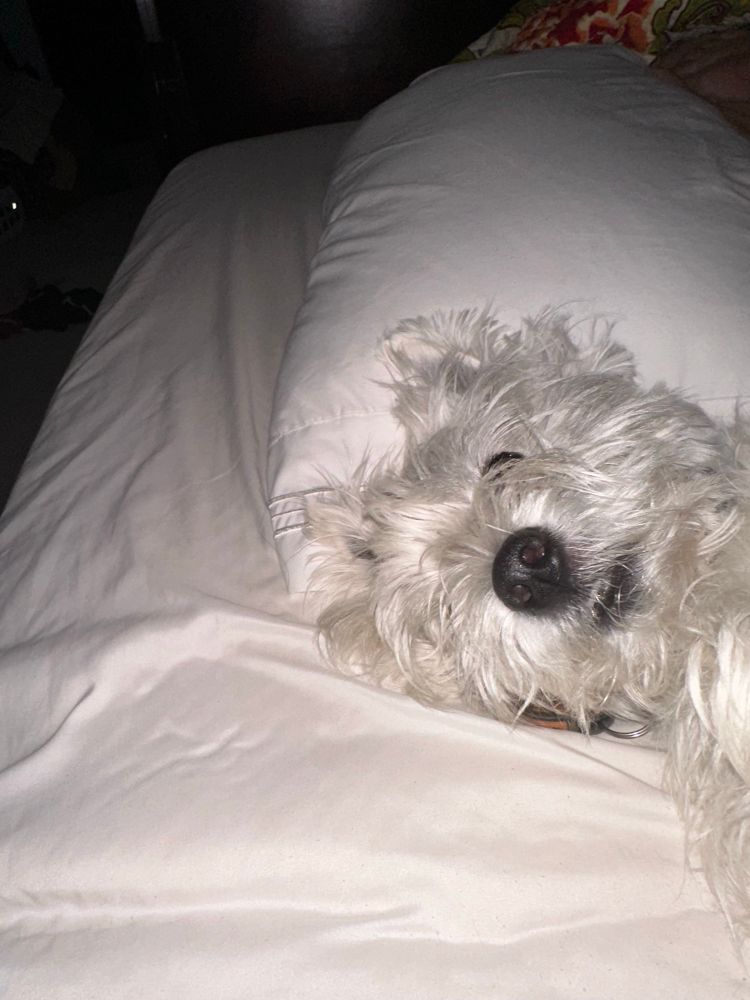 Westie lying on its back on white sheets trying to sleep