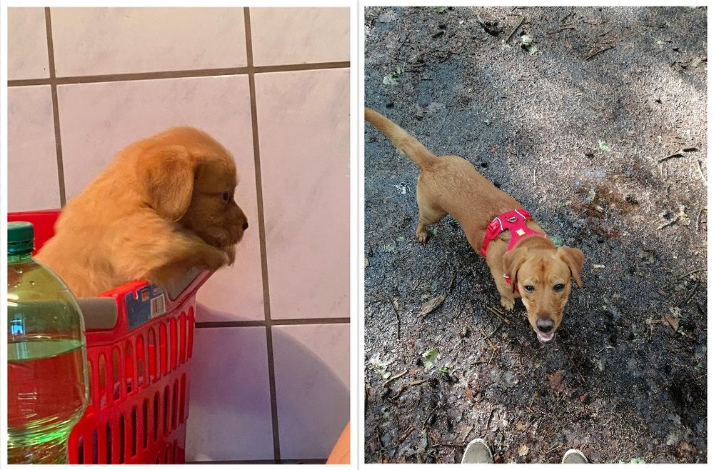 Zwei Bilder von einem hellbraunen Hund. Links sitzt er als Welpe in einem roten Einkaufskorb und schaut zur Seite. Rechts steht er ausgewachsen auf dem nassen Waldboden, trägt ein rotes Geschirr und schaut mit offenem maulfreundlich in die Kamera.