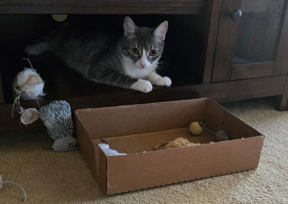 Opal the cat trying to hide her toys in the tv stand. It's not working out for her.