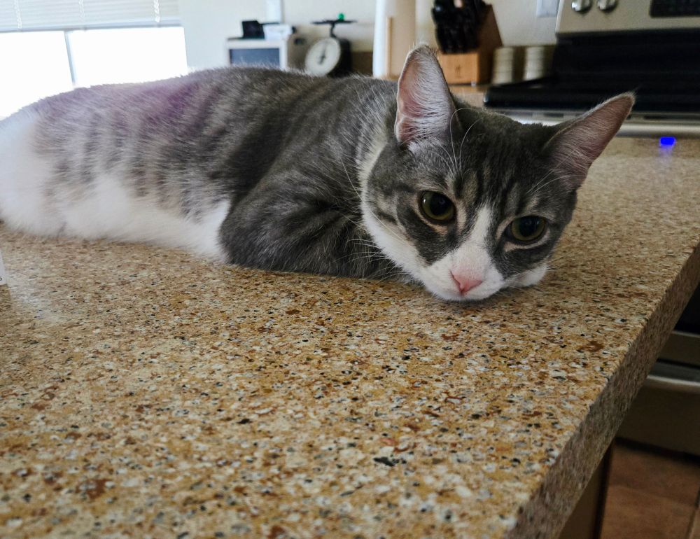 Opal the cat laying on the counter relaxing