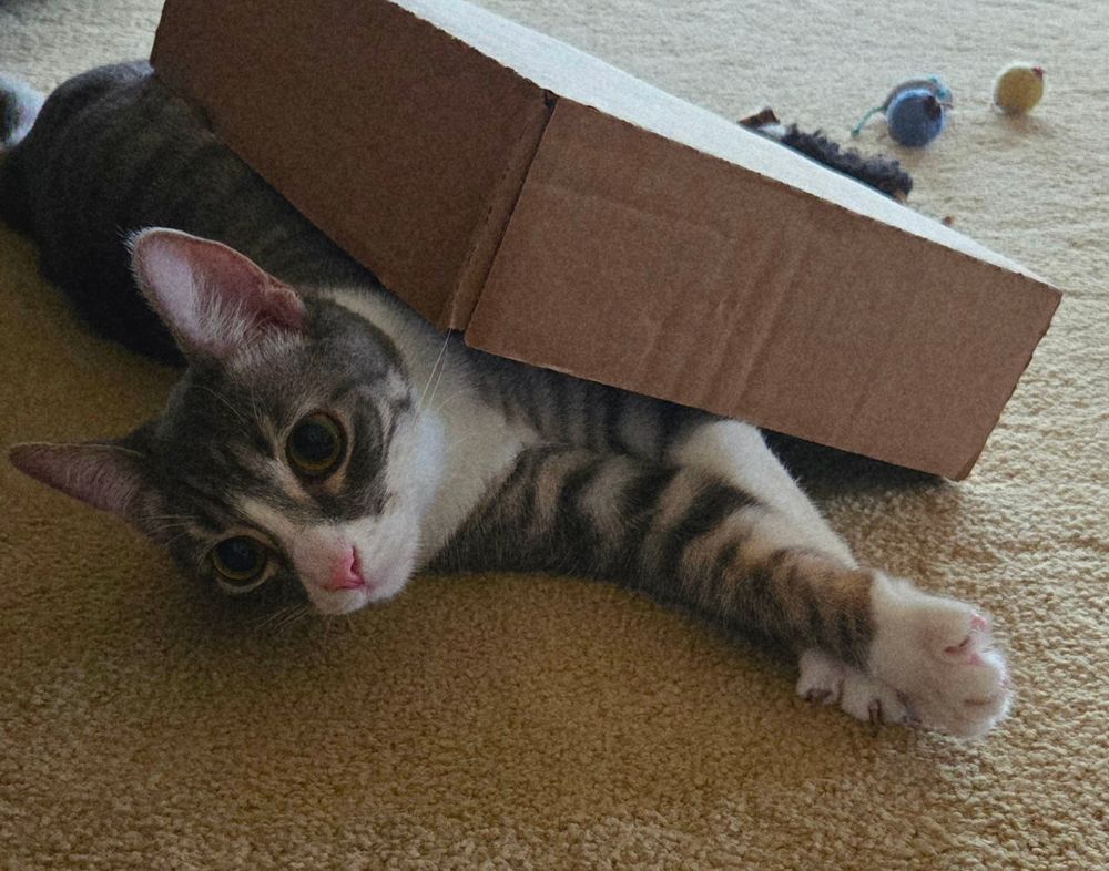 Opal the cat hiding under her box for cat box Sunday. 