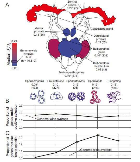 A color figure (3) from the paper linked in the quoted post. The top panel A shows a drawing of the male rodent reproductive tract with different tissues shaded different colors, from dark blue to red, indicating median dN/dS values for genes expressed in those tissues. Below are colored cells using the same color scale from five different stages of spermatogenesis. Panels B and C below are graphs with points on the x-axise corresponding to the four cell stages shown above, with the y-axis for panel B being the proportion of genes under positive selection for each time point and for panel C being the proportion of genes expressed during that stage that are testis-specific. The points in panel B hover around the genome-wide average shown with a dotted horizontal line, while the points in panel C increase steadily above the genome-wide average, peaking in stage 4 (spermatids). 
