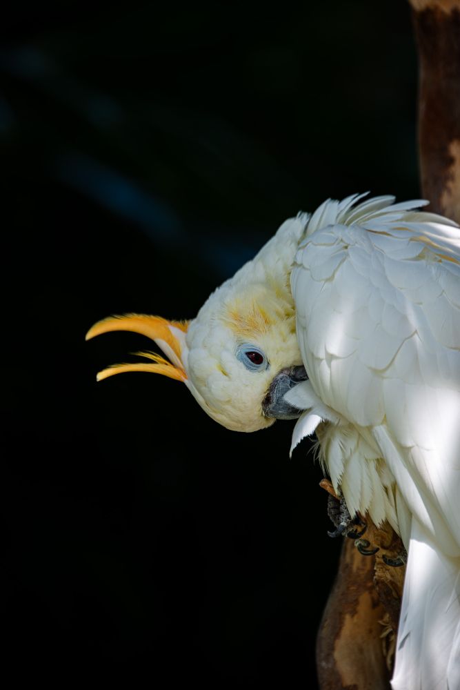 a white tropical bird