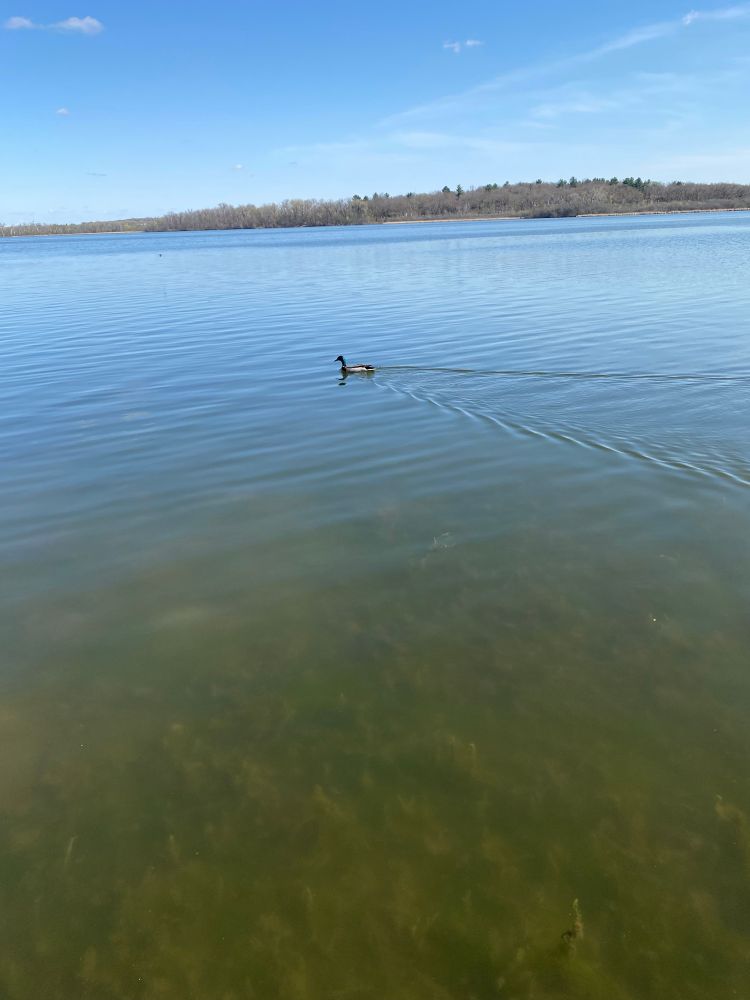 A male duck swimming in Lake Wingra. 