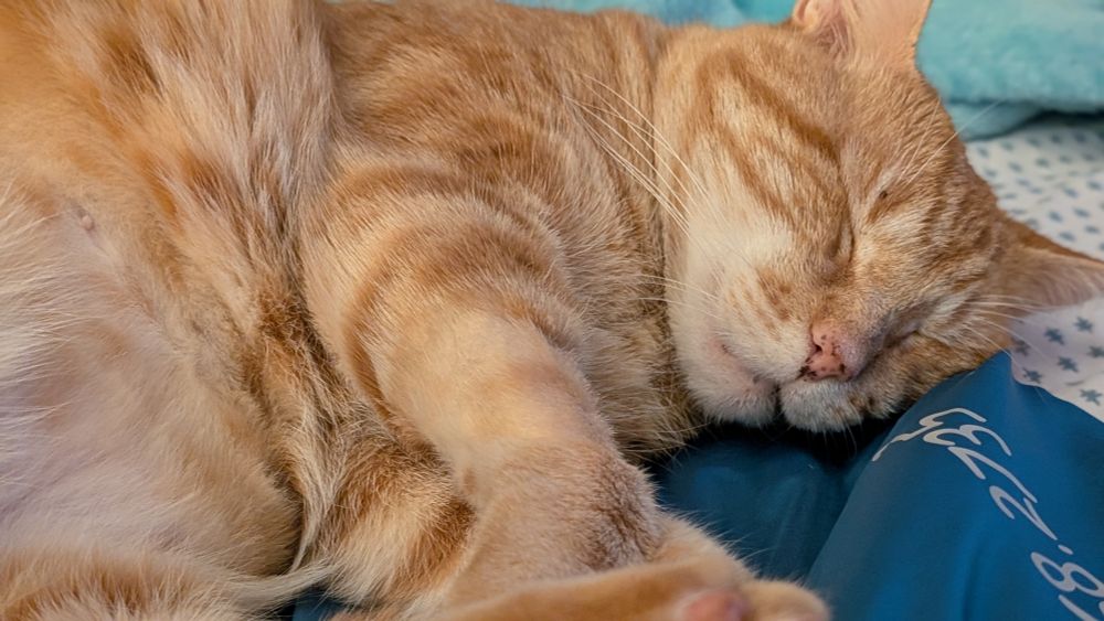 Photo of handsome very good boy ginger tabby sleeping on the human bed. He's facing the camera and we see his tummy, front legs, back legs, and lil face. His eyes are closed