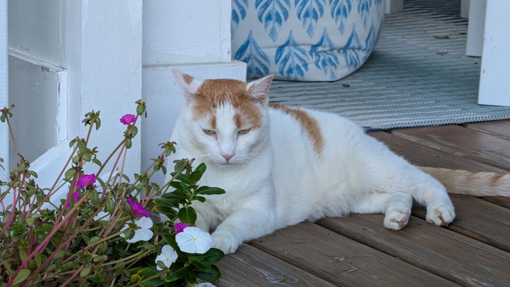 A white cat with orange spots and oranges on top of his head lying on a wooden front porch, facing the camera. The left bottom corner of the photo is some pretty white and pink flowers