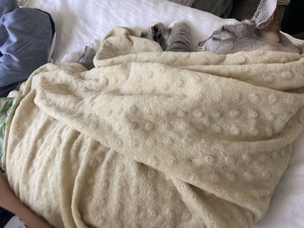 From above, a gray cat with dark stripes is on his right side wrapped up in a yellow textured blanket. Only the left side of his face is showing, asking with his left ear and his lil front and rear paws poking out of the blanket