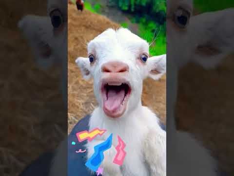 Cute baby goats 🐐 💕 #animal