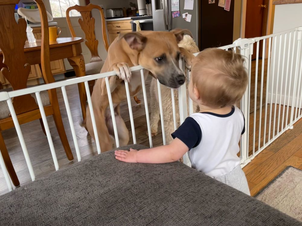 A dog and a baby face to face. 