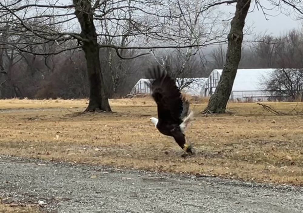 Bald eagle taking off wings spread wide. 