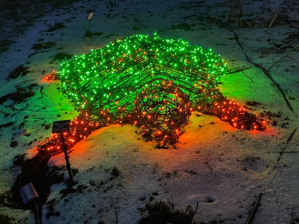 Light display in the shape of a turtle. 