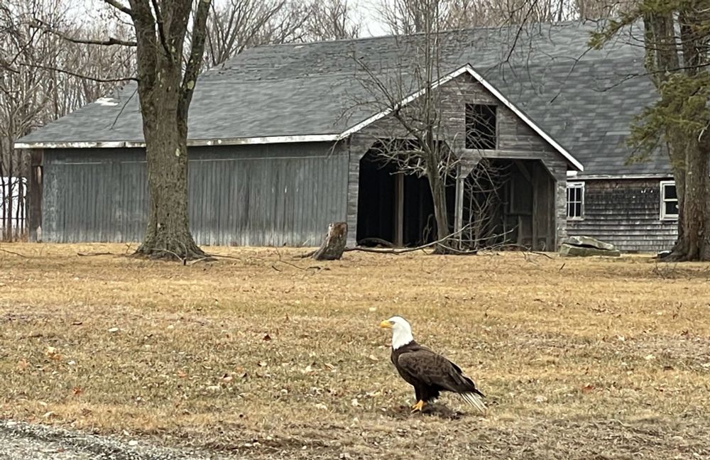 Bald eagle on the grass with garage in the background. 