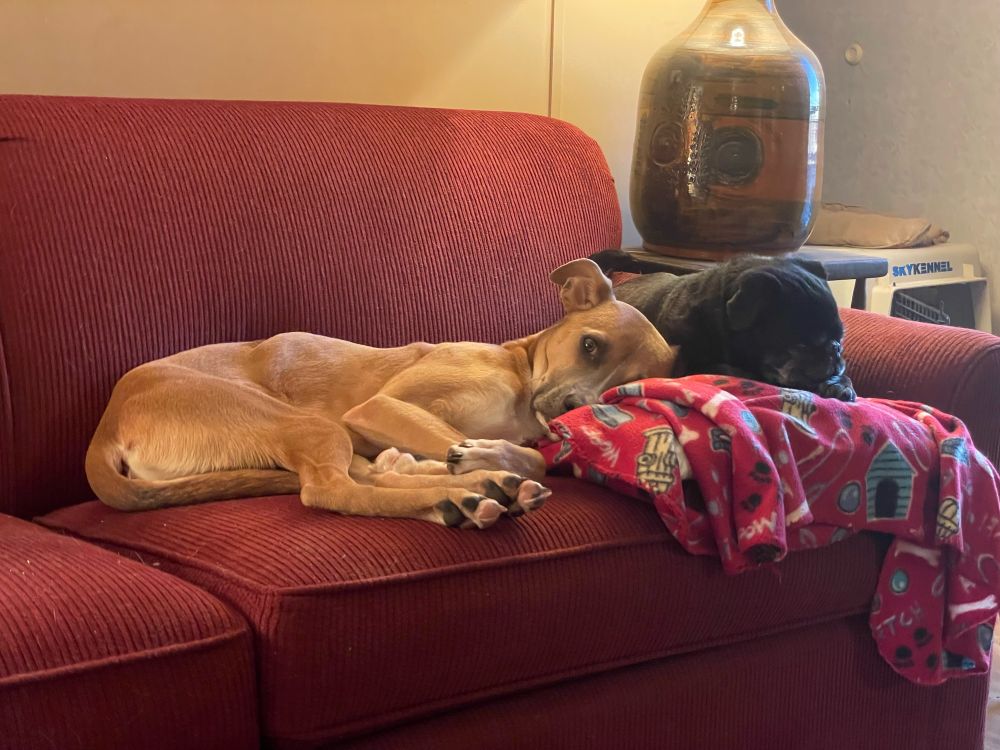 Two dogs cuddled up on the couch. 