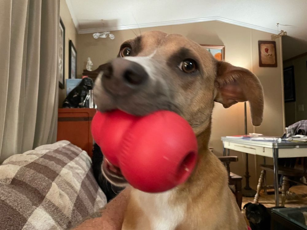 Close up of dog with Kong toy. 