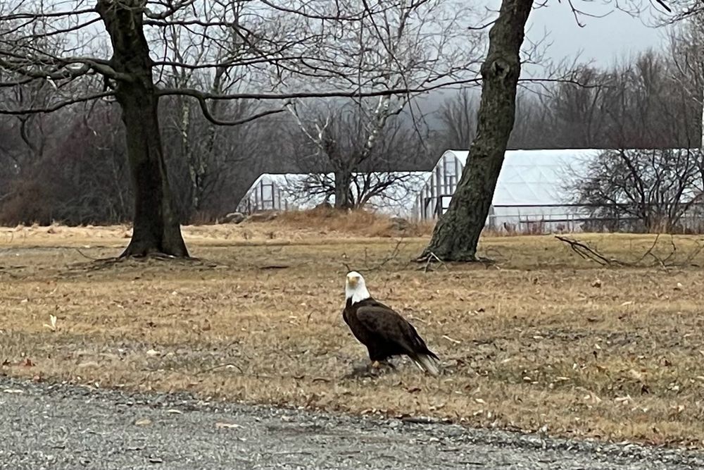 Bald eagle on the grass looking at you. 