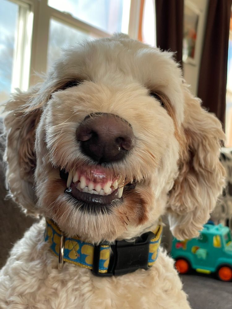 A smiling golden doodle. 