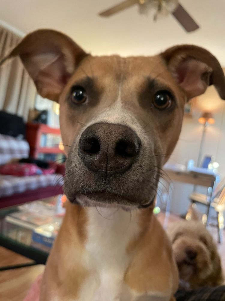 Close up of a dog named Ike. His big sister Rosee, a golden doodle, is behind him. 